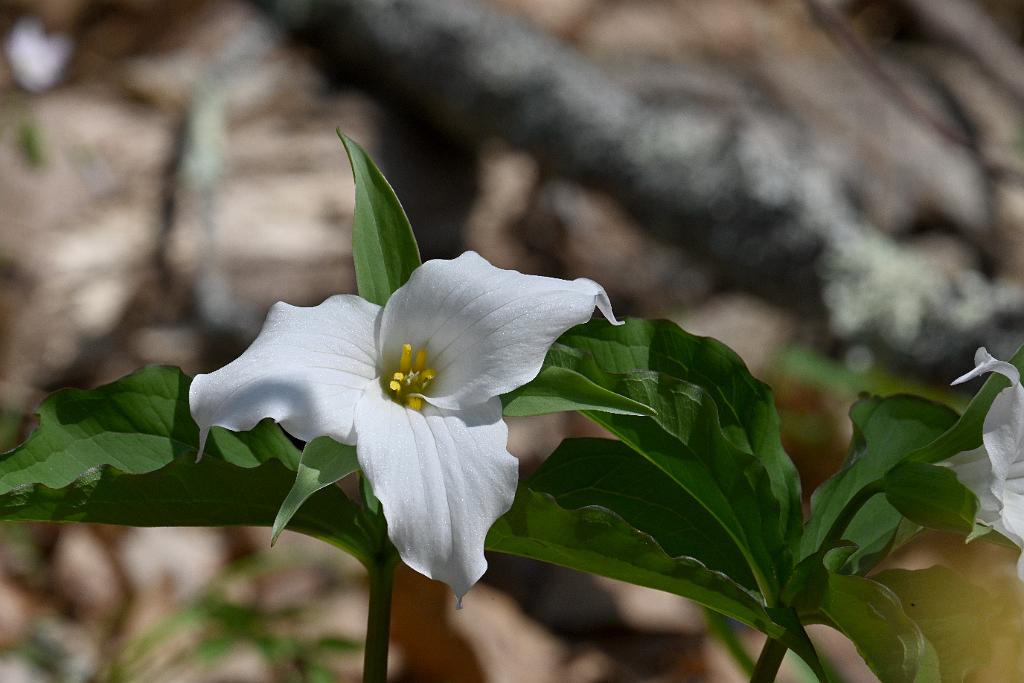 2025-04246537 Acton Arboretum, MA.JPG - White Trillium. Acton Arboretum, MA, 4-24-2025